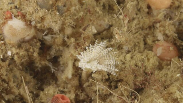 Worm family Sabellidae, order Sabellida. Filters living in tubes of sand, shell fragments, glued together with mucus. White sea