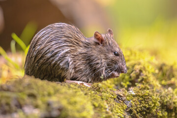 Brown rat in grass on river bank