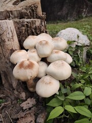Mushrooms growing on dry stumps, rainy season mushrooms, Thailand