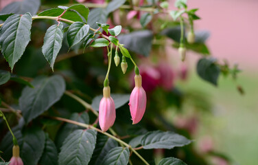 Beautiful pink wildflowers 