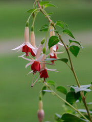 Beautiful red wildflower on a blurred background