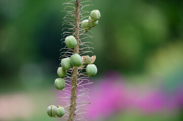 original wildflower on a blurred background