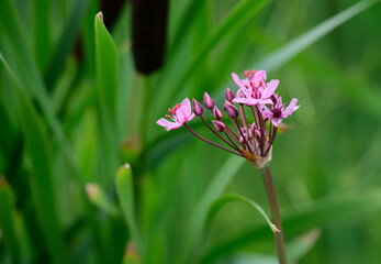 Beautiful pink wildflower on a blurred background