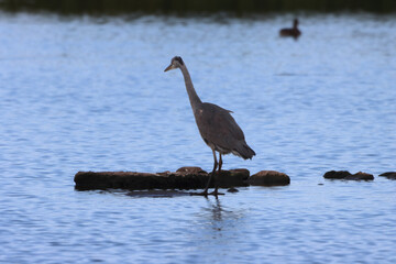 A beautiful animal portrait of a Grey Heron standing in a lake
