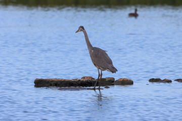 A beautiful animal portrait of a Grey Heron standing in a lake