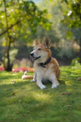 Dog in the park