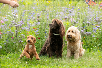Dogs in wildflowers