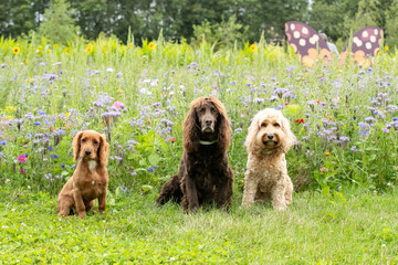 Dogs in wildflowers