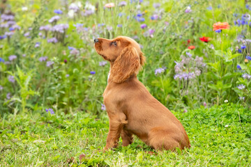 Dogs in wildflowers