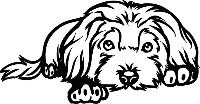 Maltese dog - Lying dog vector stock isolated illustration on white background.