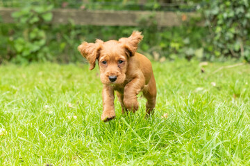 Golden Cocker Spaniel Puppy