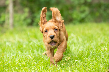 Golden Cocker Spaniel Puppy