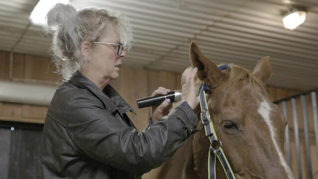 A close up of a Caucasian female shaving the hair around a horse’s ears with clippers as she grooms the animal in a stable