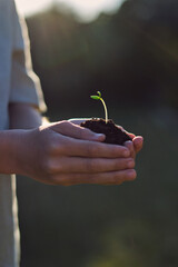 Crop gardener with seedling in earth outdoors