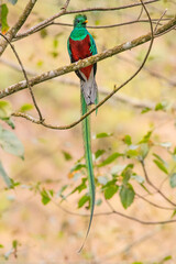 Resplendent Quetzal, Pharomachrus mocinno, Savegre in Costa Rica, with green forest in background. Magnificent sacred green and red bird. Birdwatching in jungle.
