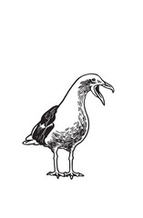 Obraz premium Vector illustration of sea-gull isolated on white,graphical drawing of bird