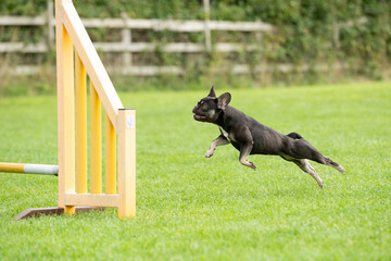 Dog doing Dog agility