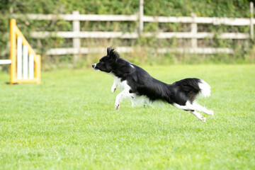 Dog doing Dog agility