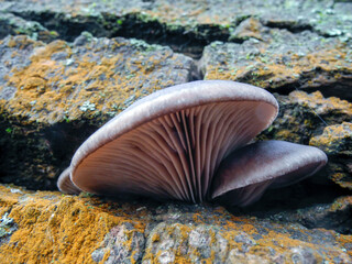 Oyster mushroom grows from the bark of a tree covered with yellow lichen, close-up