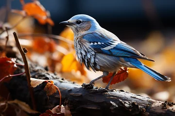 Foto op Plexiglas bluebird © Muhammad