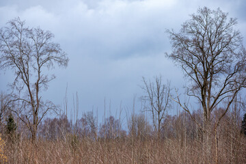 a tree with no leaves