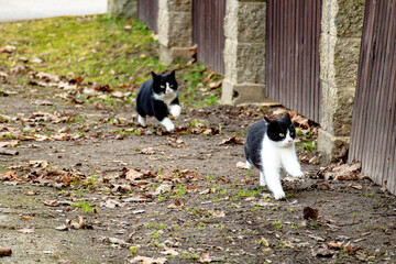 Naklejka na ściany i meble two cats are running in the yard, one has a black and white face.