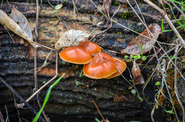 Flammulina velutipes, shiny orange mushrooms growing on a tree trunk, close up