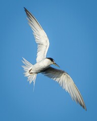 Fototapeta premium snowy egret in flight