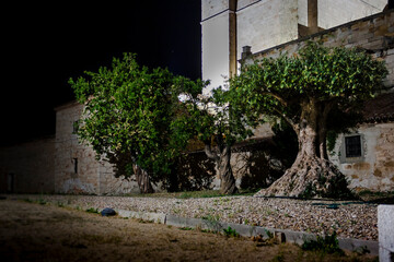 Pair of olive trees next to the cathedral of Zamora, Spain, illuminated at night
