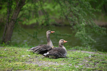 goose in the park