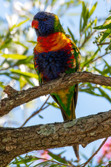 Rainbow Lorikeet in the bottlebrush tree