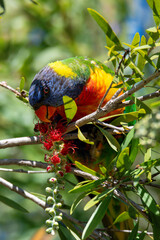 Rainbow Lorikeet in the bottlebrush tree