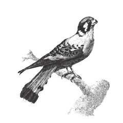 Fototapeta premium Merlin, or Falco columbarius. Doodle sketch. Vintage vector illustration.