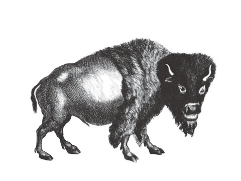 American bison (Bison bison). Doodle sketch. Vintage vector illustration.