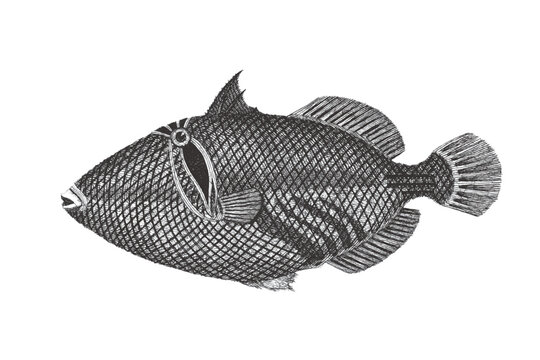 Lagoon triggerfish (Rhinecanthus aculeatus), Doodle sketch. Vintage vector illustration.