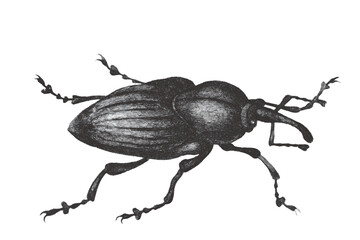 Curculio, Weevil. Doodle sketch. Vintage vector illustration.