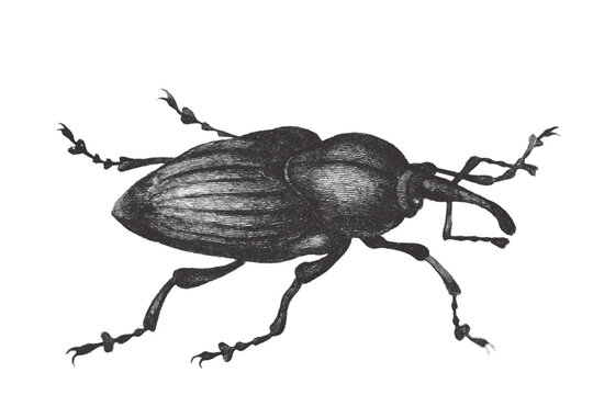 Curculio, Weevil. Doodle sketch. Vintage vector illustration.