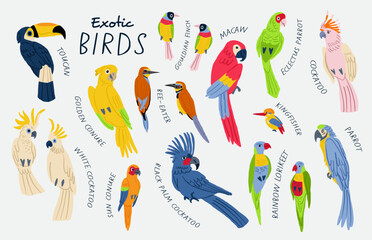 Mega collection of exotic birds with titles. Cockatoo, macaw, parrot, white cockatoo, sun conure, golden conure, Gouldian finch, toucan, bee-eater, rainbow lorikeet, Kingfisher. Birds illustrations - 636245601