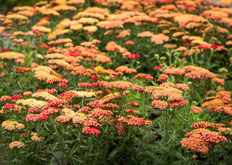 bunte Schafgarbe © Sulamith Sallmann