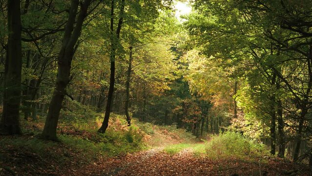 Autumn forest scenery with the leaves falling, magical seasonal mood in nature on a path leading through the colorful trees, panning footage
