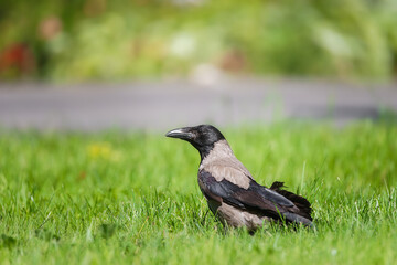 Hooded Crow, Carrion Crow, Corvus corone cornix