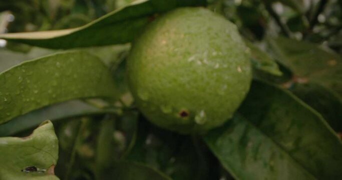 Close-up background video of green lemon ripening in the garden. Cultivation of citrus fruits in agro fields, fresh bites. High quality 4k footage