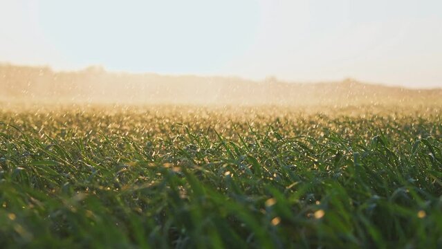 agriculture irrigation. green a field wheat irrigation water drops. agriculture business concept. field farm crop green field sprinkled with water sunset. irrigation plantation sprouts green wheat