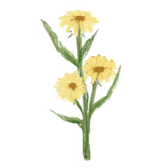 yellow flowers isolated on white