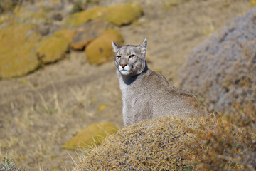Puma in the wild in Torres del Paine National Park