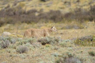 Puma in the wild in Torres del Paine National Park