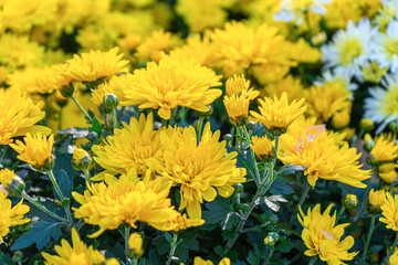 Fresh bright blooming yellow chrysanthemums flowers in autumn garden outside in sunny day. Flower background for greeting card, wallpaper, banner, header.