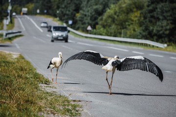 Two young white storks (Ciconia ciconia) stand on the road with cars on a sunny day.  Young white storks walk along the road with cars on sunny summer day with grey road. © Mariia