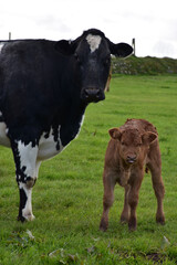 Fototapeta premium Brown Calf and a Black Cow in a Meadow