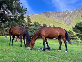 Fototapeta premium foal horse against the backdrop of mountains